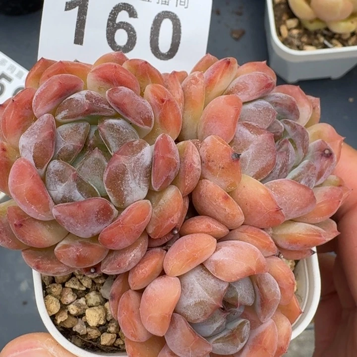 红色恋人三头整装            多肉植物