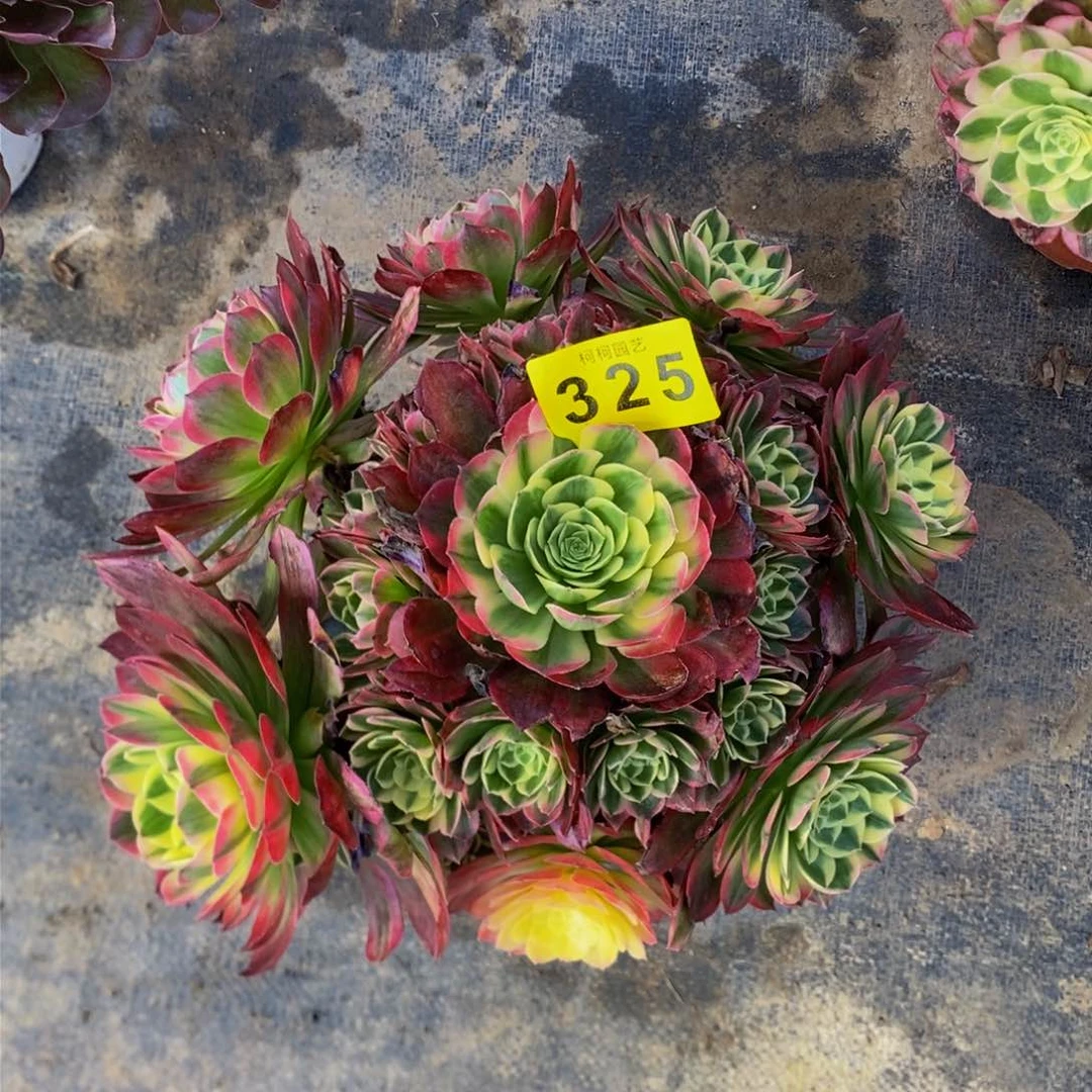 万*多肉0000325海王