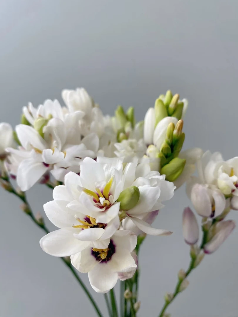 白色新品玉米百合3把  批发花店摆地摊鲜花云南基地直发