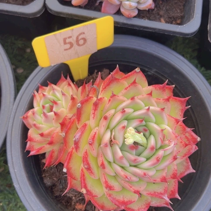 健健康康平平安安