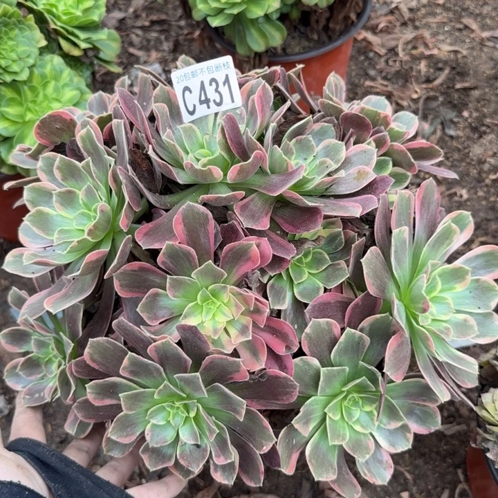 金丝缺……多肉植物……