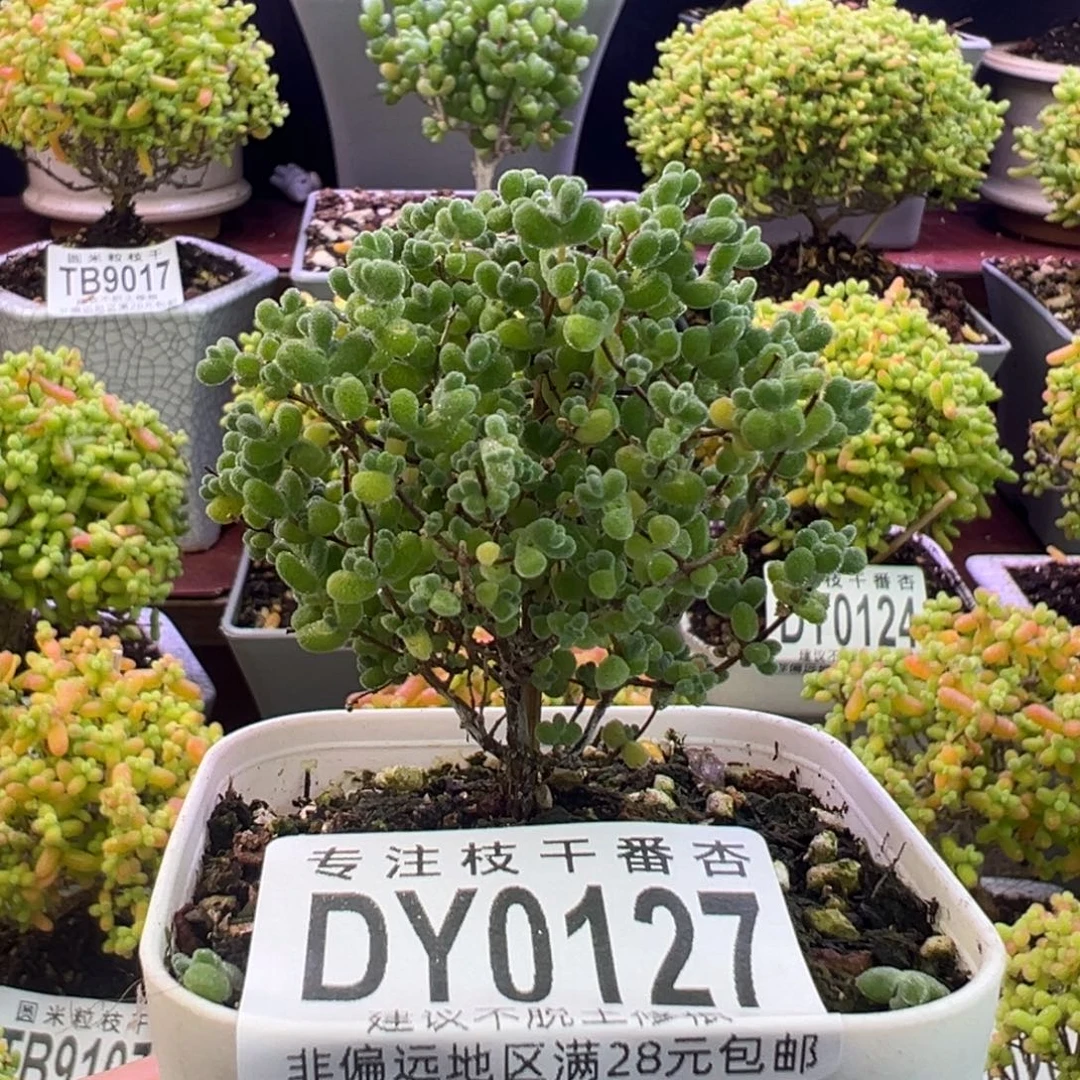 0127莱斯一物一拍