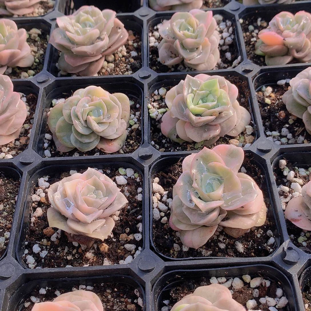 可爱玫瑰锦245789990000