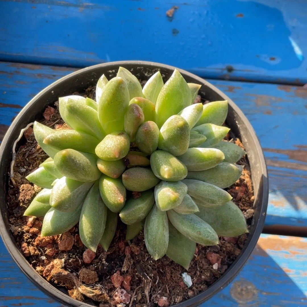 重楼朵朵缀无砍无摘