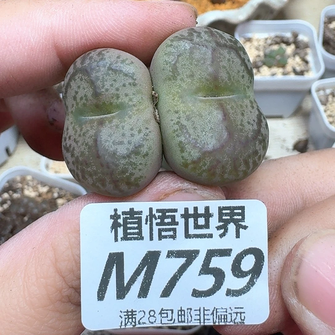 多肉植物的人生额分