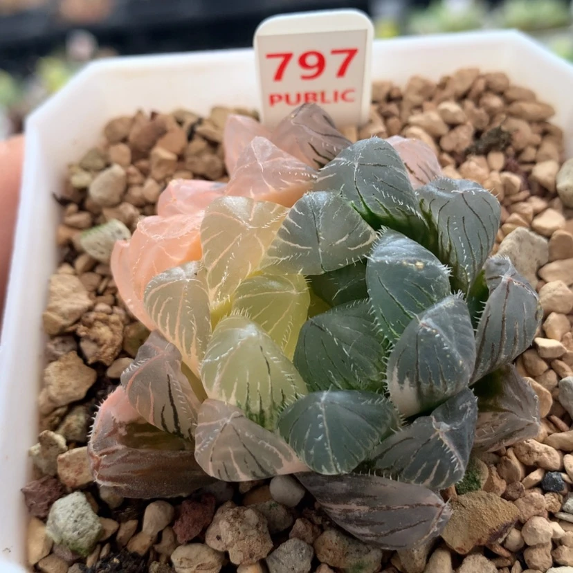 【闪购商品】797赤线