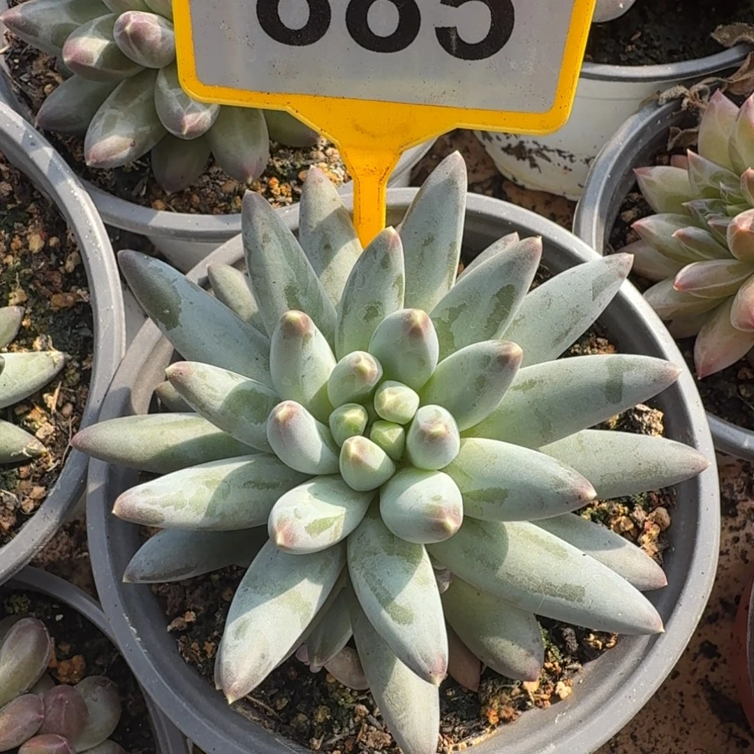 姜子牙一物一拍885