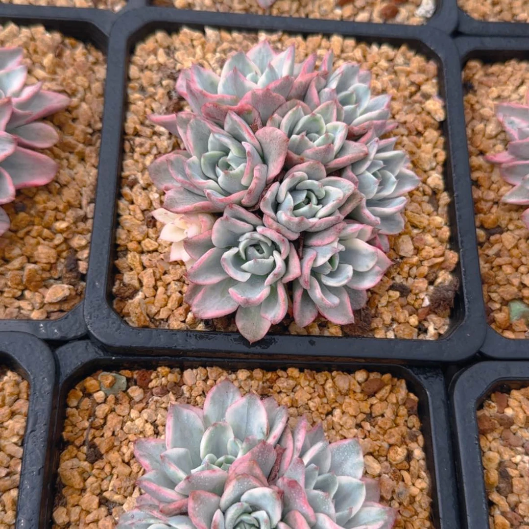 【闪购商品】奶油黄桃锦