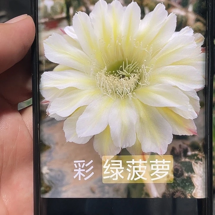 彩 绿菠萝侧芽 歪 满20包邮5公分