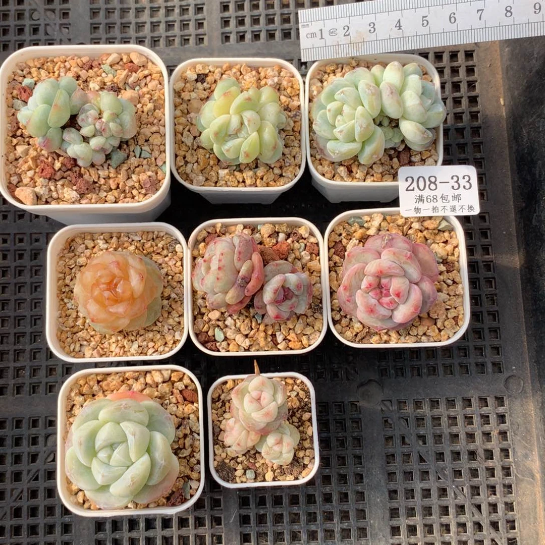 艳33。八颗。暂时寄养。