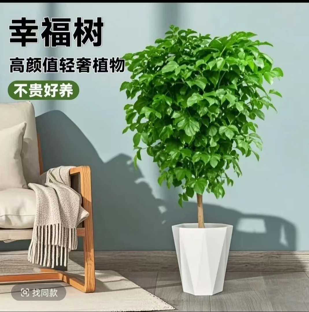 顺丰包邮1.1-1.3独杆棒棒糖幸福树盆栽四季常青吸醛净化空气