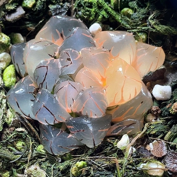 639水中月锦特选福利