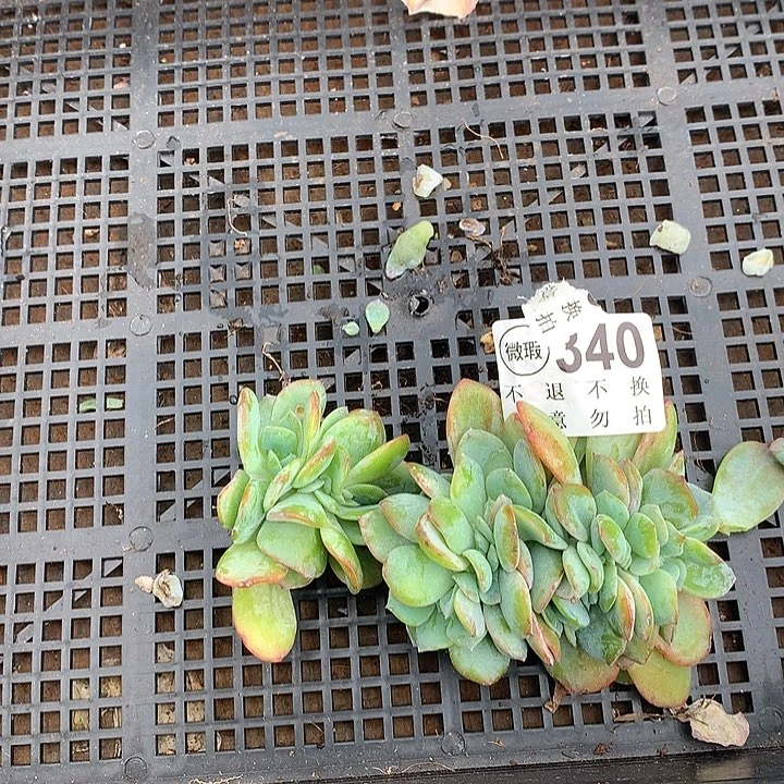 白凤缀化两颗无根 多肉植物 9.25 号左右发
