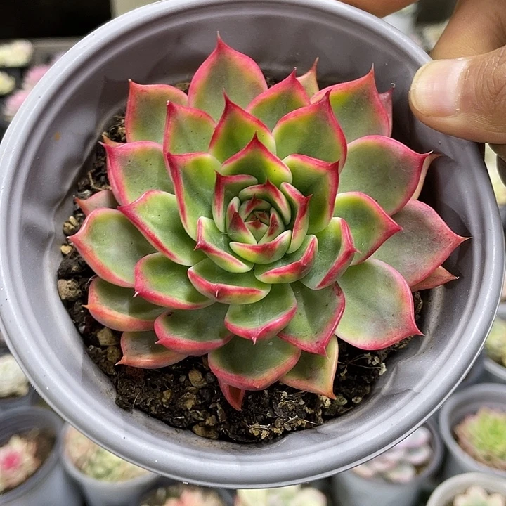 桃花锦一物一拍锦龙