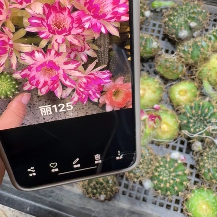 357丽花125歪无根侧牙3公分左右，20包邮