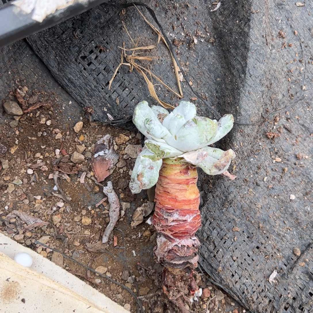 拇指单头哈哈哈哈哈哈