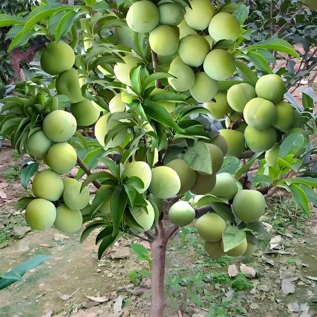 五年苗早熟峰糖李子树苗可南北方种植嫁接青脆脱骨当年惊喜