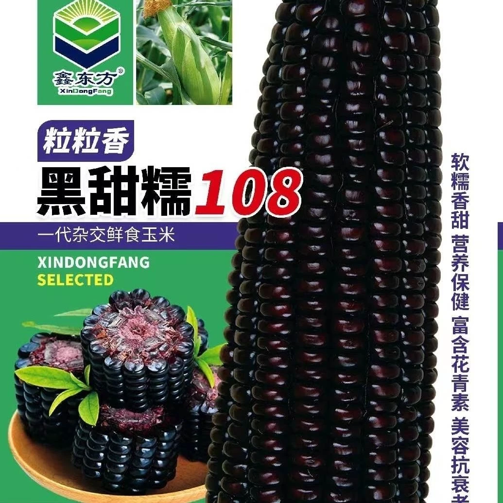 黑糯玉米种子春秋使用玉米蔬菜种子玉米