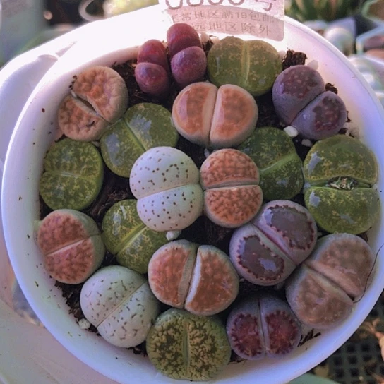 无花朵0800，9厘米盆如图已服盆