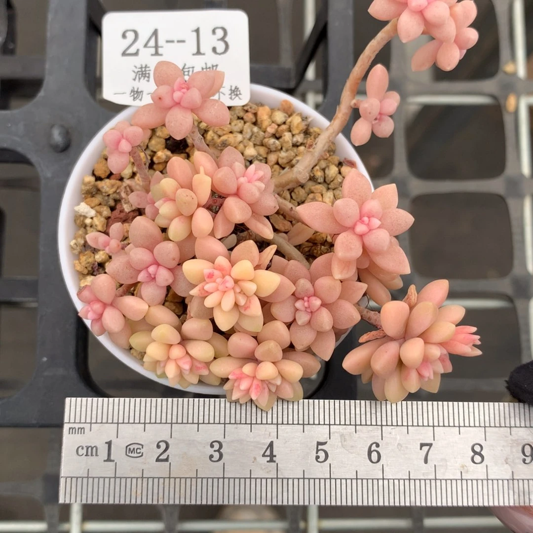 H***-13。丸叶姬秋丽锦。