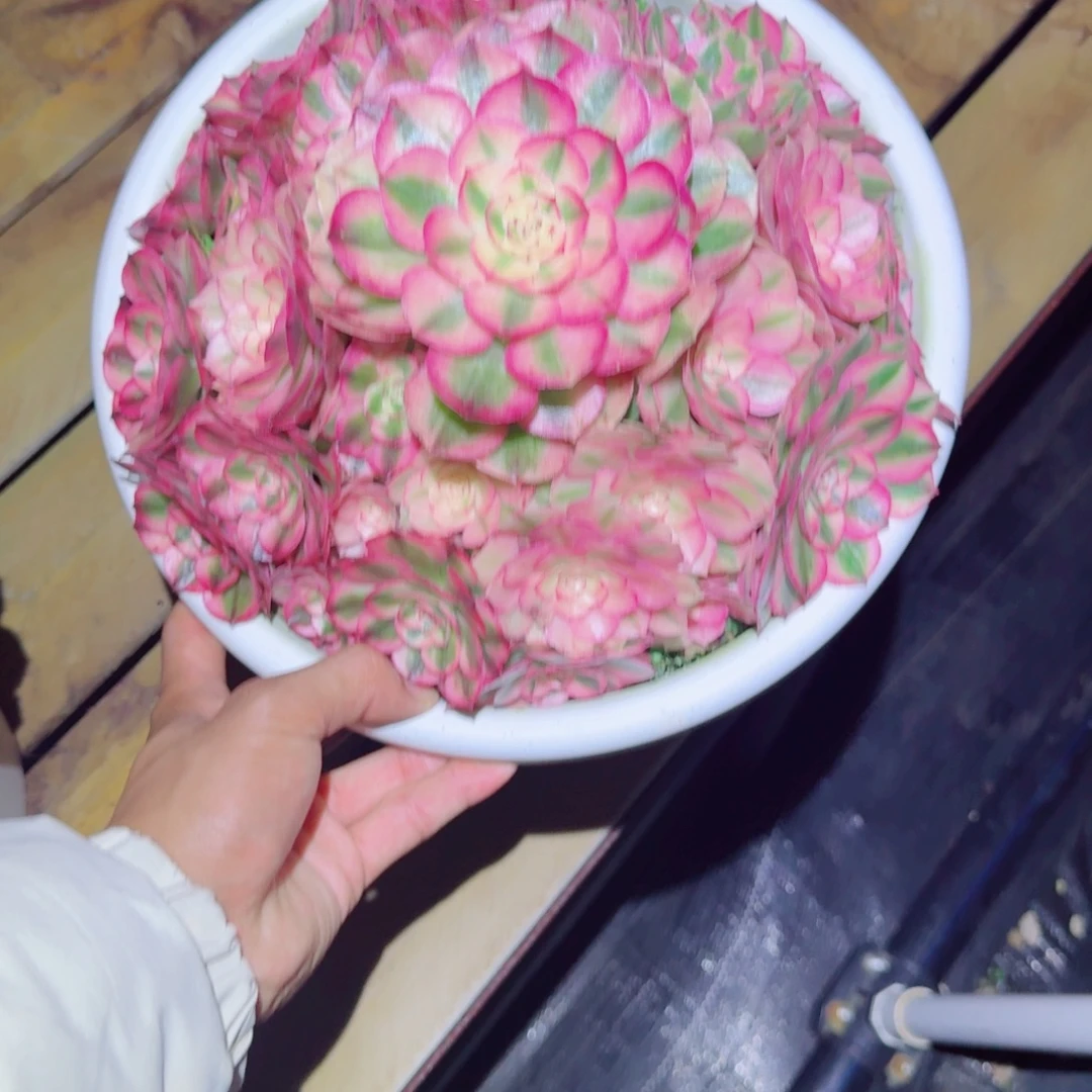 浮***尘无花朵xnxnxndndbdbdbdbdbdb