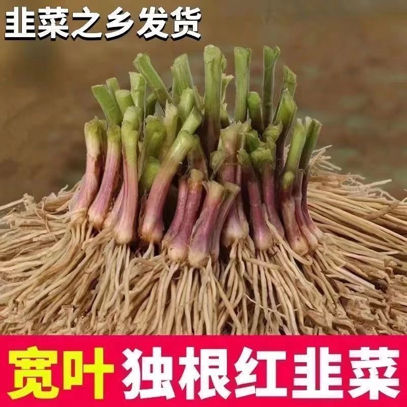 【免费试种】新韭菜根现挖宽叶韭菜根室内阳台盆栽地载绿植园艺种植