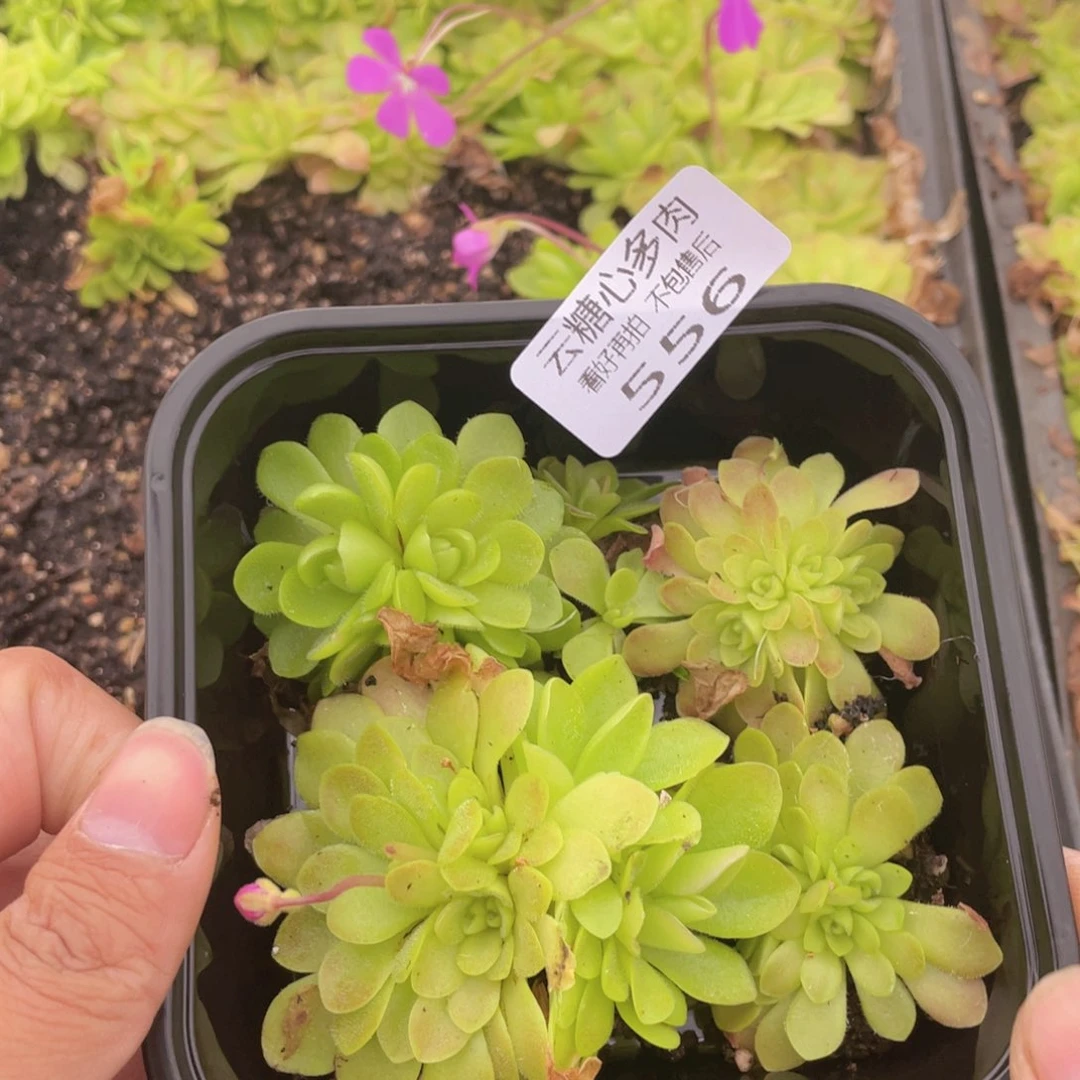 是**吖云糖心多肉植物556