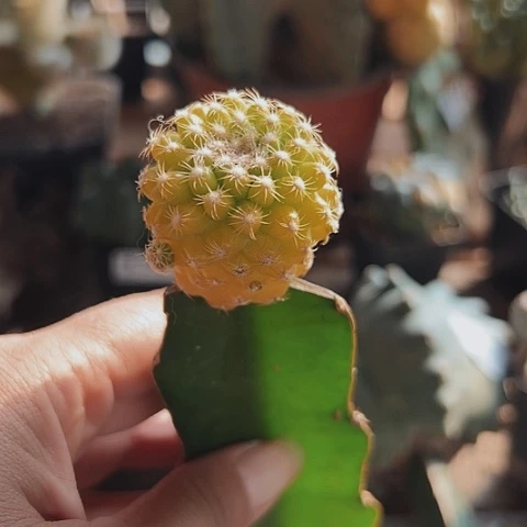 412福利特价出了一