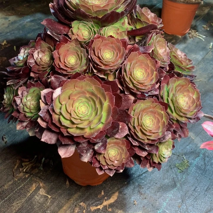 844赤焰莲多肉111111