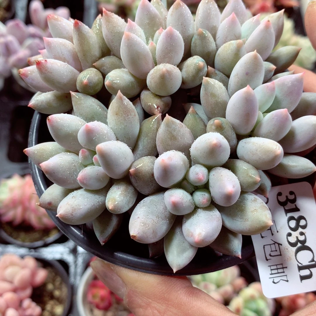 5厘米盆精控多肉3183