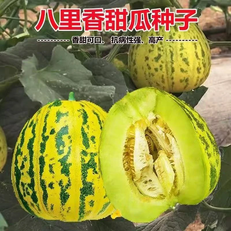 八里香甜瓜种子春夏季种植甜掉牙绿皮薄肉新甜瓜种小甜瓜菜园家庭