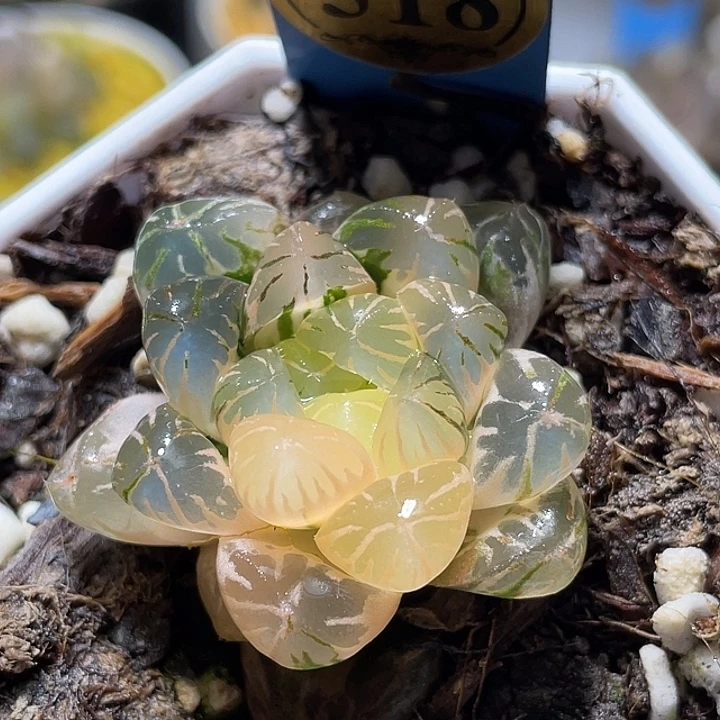 518卜卜紫锦特选福利