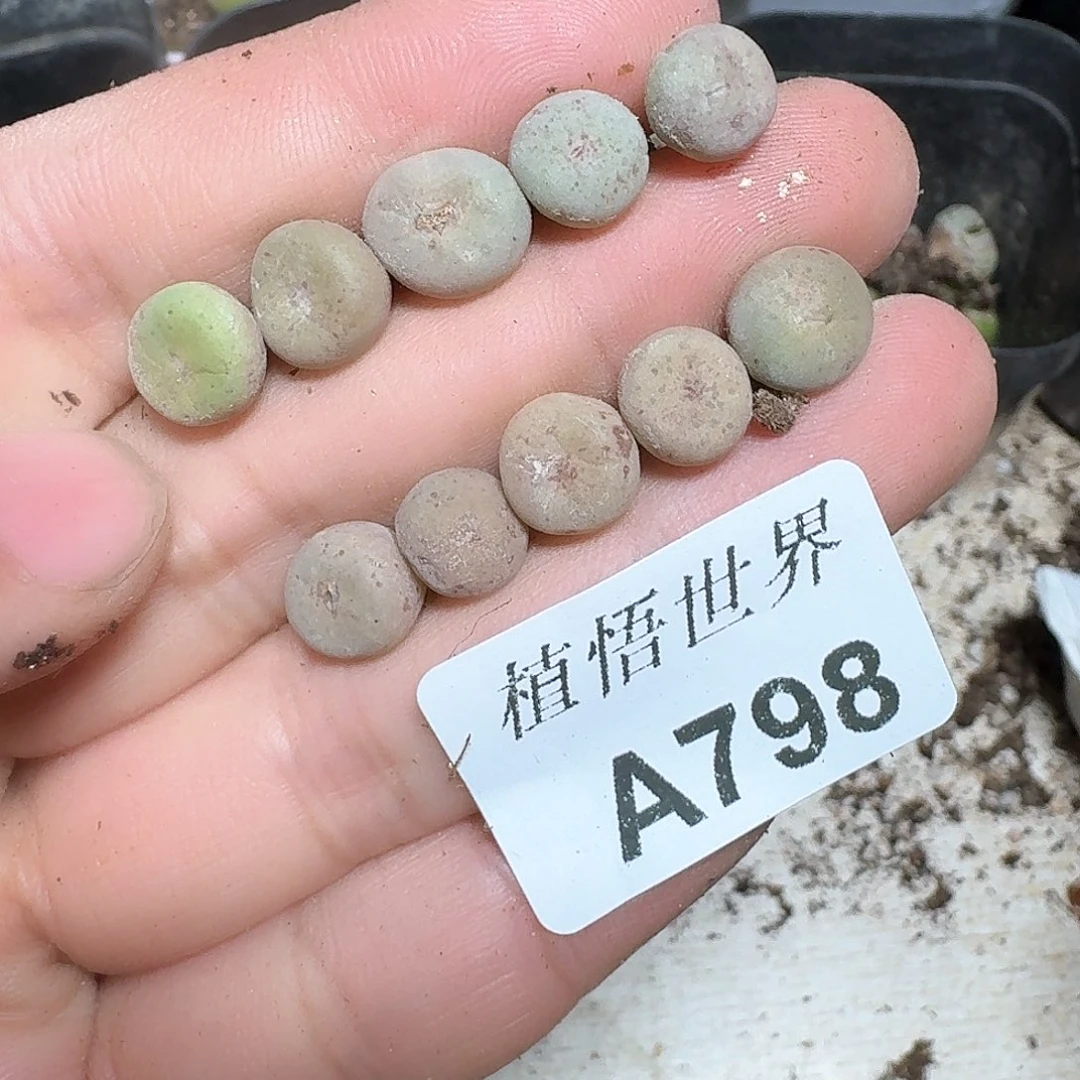 798盒多肉植物哇d c