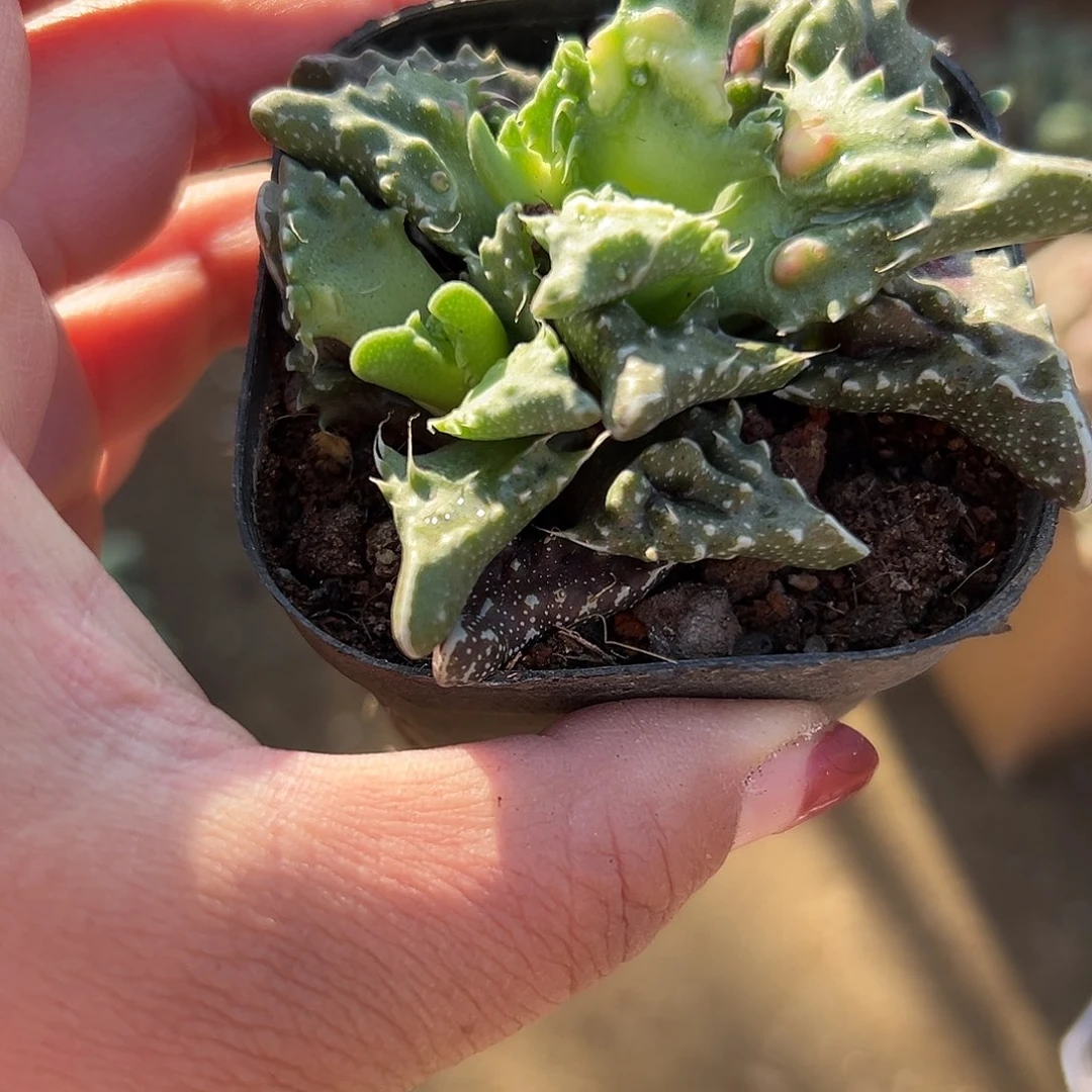 多肉植物狮头怒涛