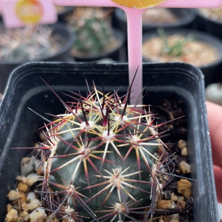 实生达氏青花虾2538