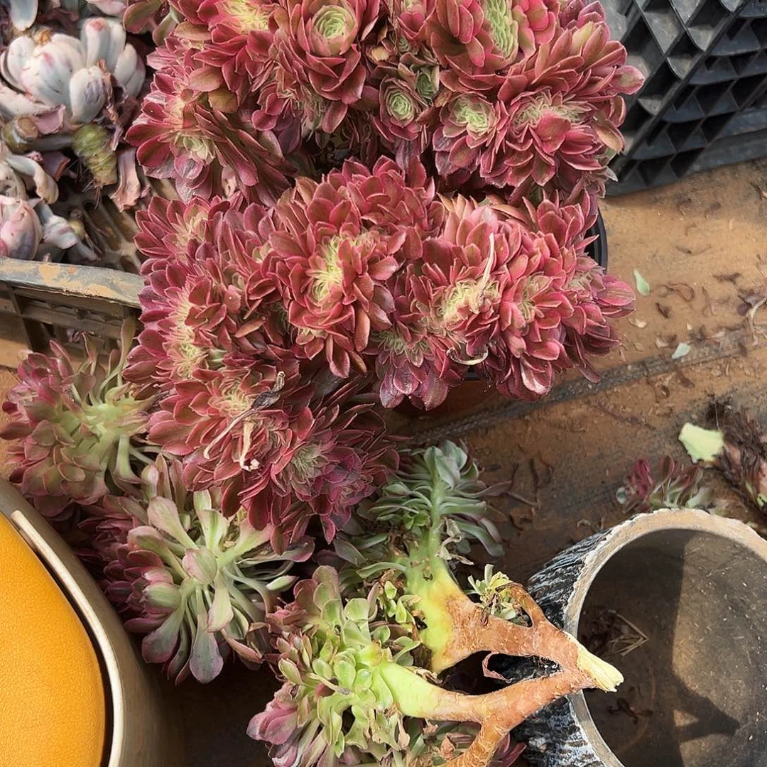 全部花朵阿**餐精品多肉植物万白缀
