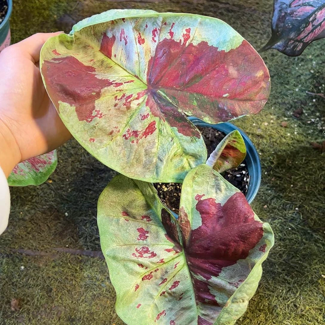 无花朵泰彩锦鲤养定33