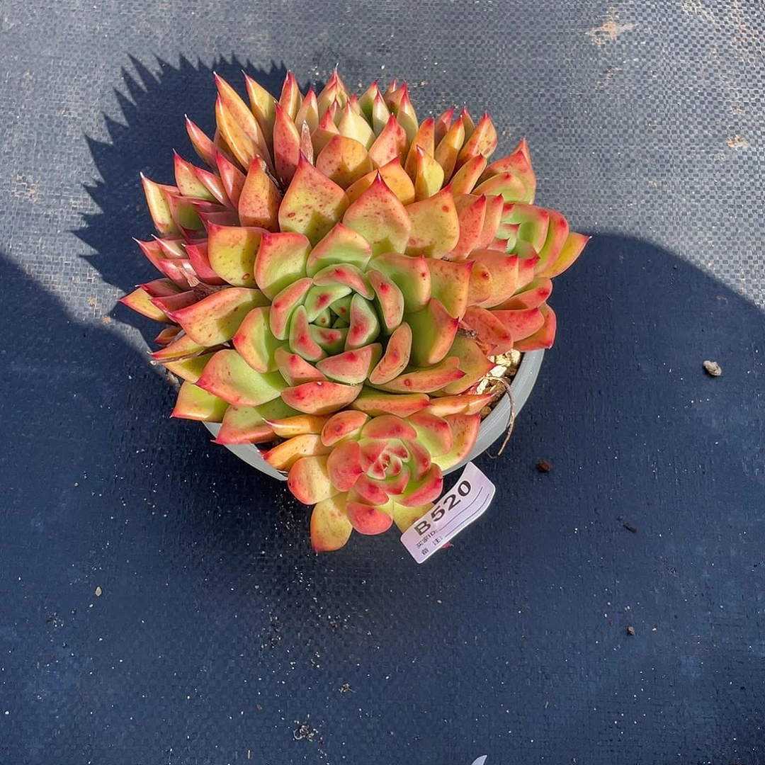 若如东云单拍B520