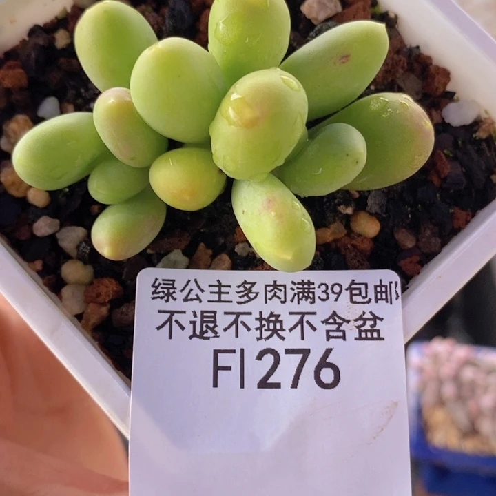 芒果奶6cm276多肉植物