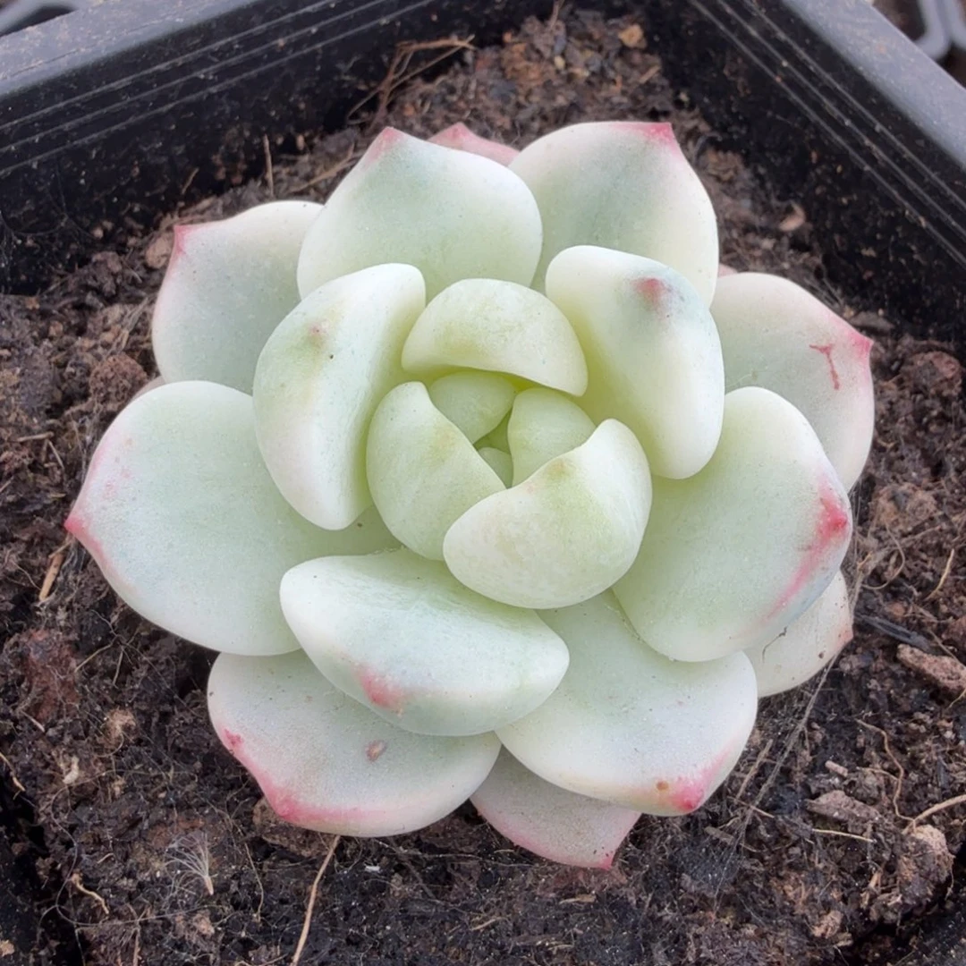 香草锦腹轮锦一刻模特