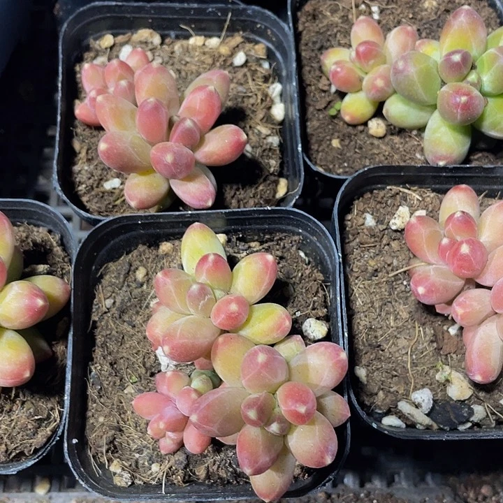 双头千代田带盆土