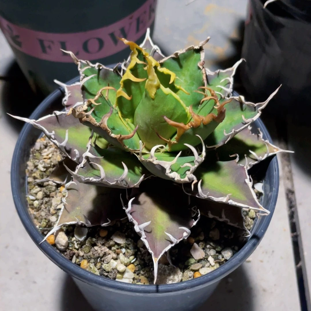 凯撒龙舌兰，一物一拍