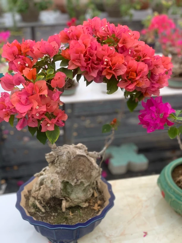 三角梅精品盆景 一物一拍