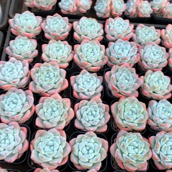 单头暗纹冰玉3颗带盆土两单包邮