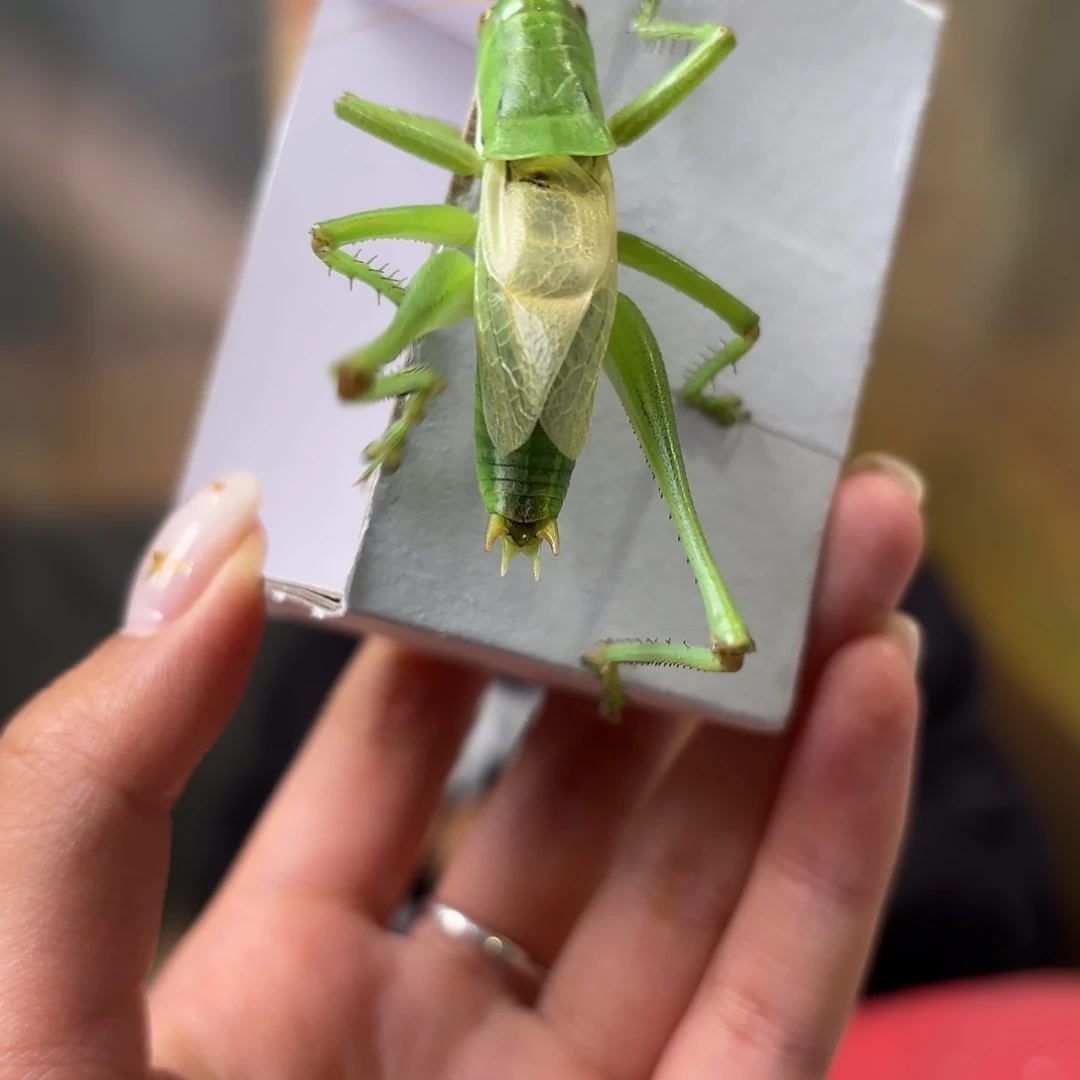 M***F蝈蝈蝈蝈福福价格