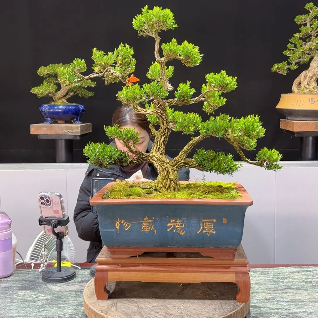 四季常青老桩黄杨盆景