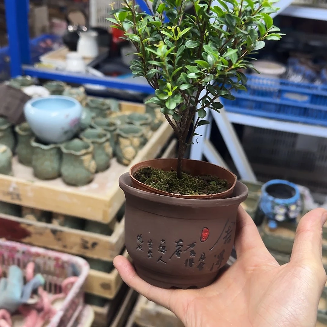 2件套福利局绿植多肉盆［凑9元包邮24小时发］