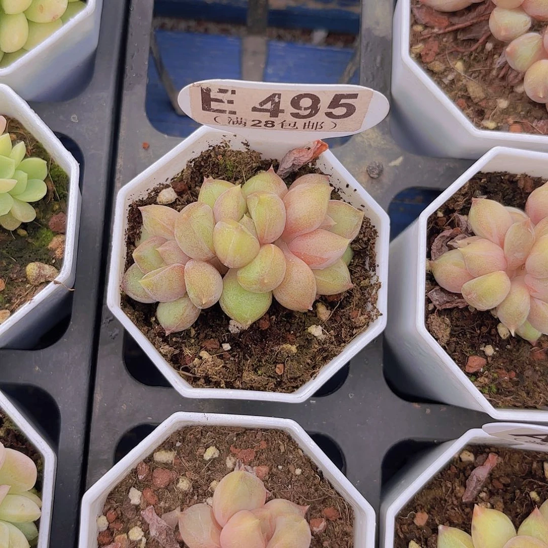 E495红象牙一物一拍