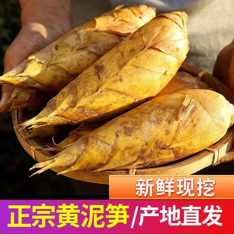 湖南新鲜冬笋野生竹笋黄泥笋带壳嫩笋笋尖现挖现发去老根