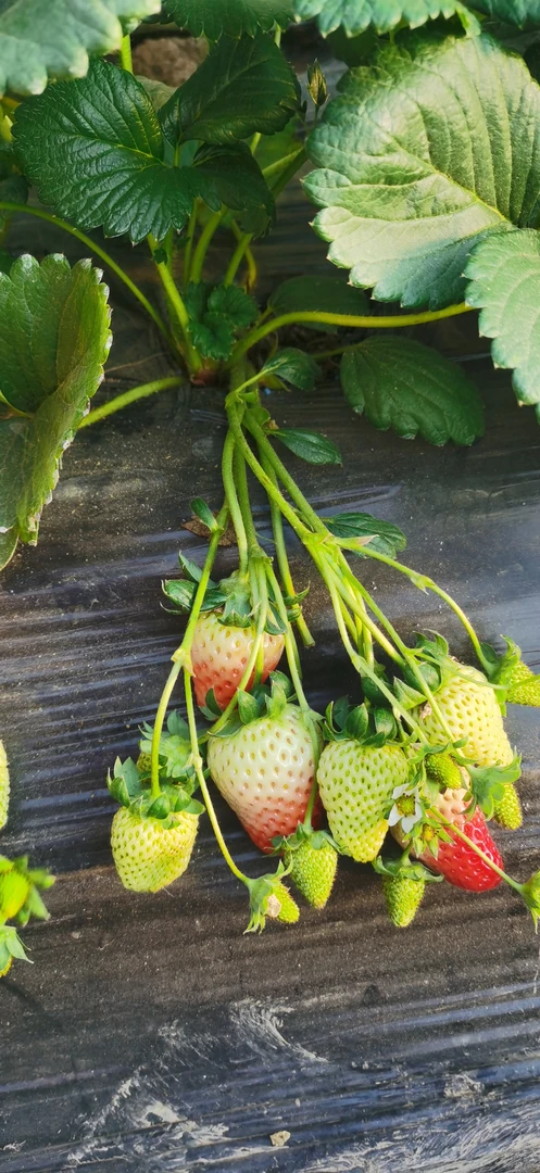 草莓苗，带花带果（买二送一）